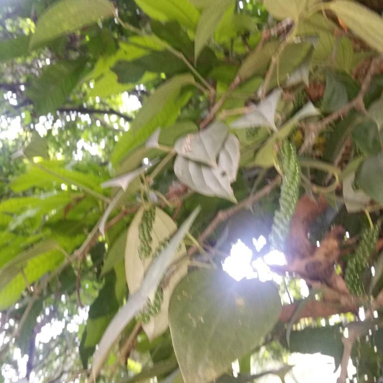Jungle Village Homestay Pinnawala  Dış mekan fotoğraf