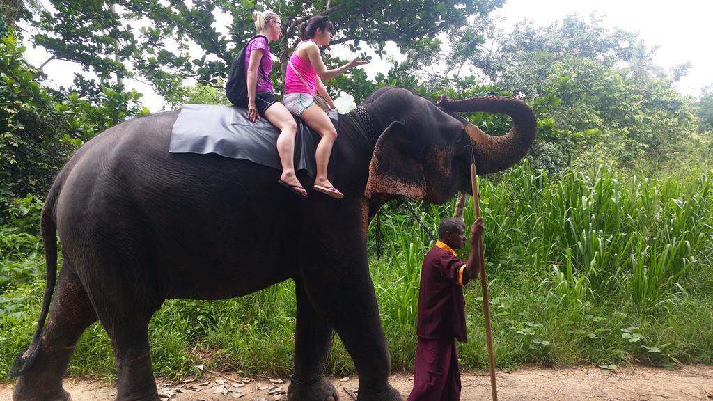 Jungle Village Homestay Pinnawala  Dış mekan fotoğraf